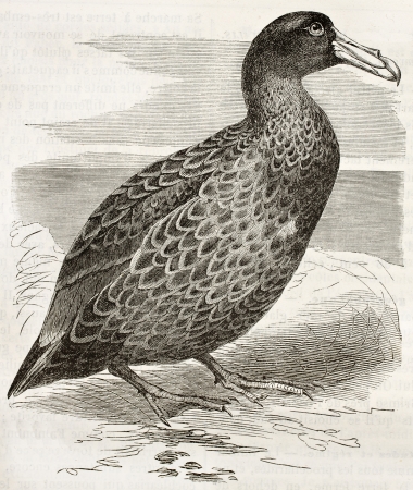 Southern Giant Petrel old illustration (Macronectes giganteus). Created by Kretschmer, published on Merveilles de la Nature, Bailliere et fils, Paris, ca. 1878のeditorial素材