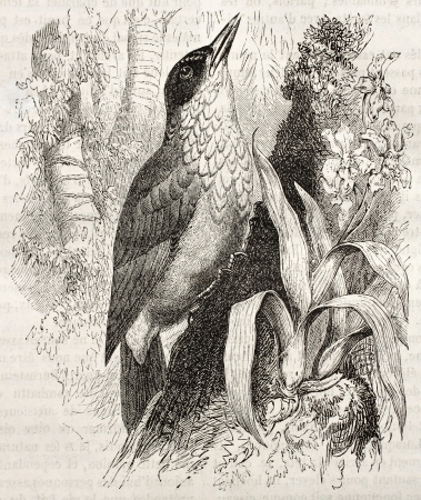Straight-billed Woodcreeper old illustration (Dendroplex picus). Created by Kretschmer, published on Merveilles de la Nature, Bailliere et fils, Paris, ca. 1878のeditorial素材