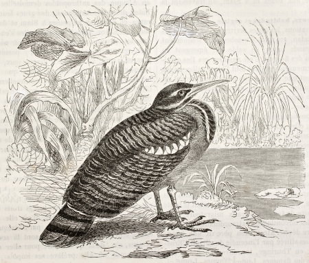 Sunbittern old illustration (Eurypyga helias). Created by Kretschmer, published on Merveilles de la Nature, Bailliere et fils, Paris, ca. 1878のeditorial素材