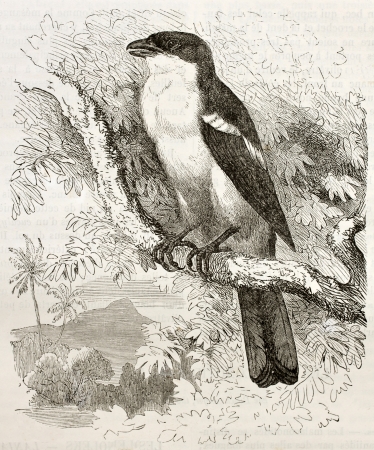 Tropical Boubou old illustration (Laniarius aethiopicus). Created by Kretschmer and Schimid, published on Merveilles de la Nature, Bailliere et fils, Paris, 1878のeditorial素材