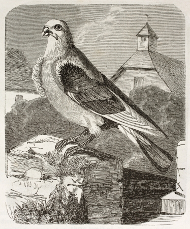 Turbit  Pigeon old illustration (Columba livia). By unidentified author, published on Merveilles de la Nature, Bailliere et fils, Paris, ca. 1878のeditorial素材
