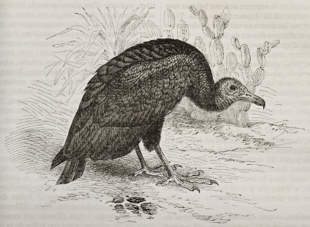 Old illustration of Turkey Vulture (Cathartes aura). Created by Kretschmer and Illner, published on Merveilles de la Nature, Bailliere et fils, Paris, 1878のeditorial素材