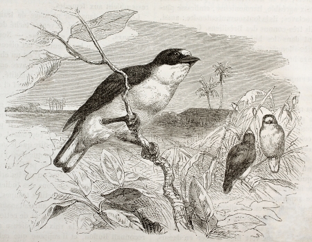 Old illustration of Violaceus Euphonia. Created by Kretschmer and Wendt, published on Merveilles de la Nature, Bailliere et fils, Paris, 1878のeditorial素材
