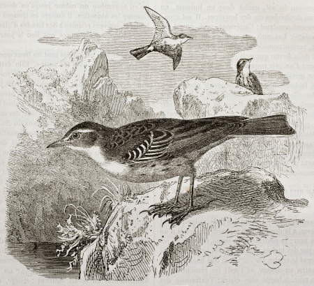 Water Pipit old illustration (Anthus spinoletta). Created by Kretschmer, published on Merveilles de la Nature, Bailliere et fils, Paris, 1878のeditorial素材
