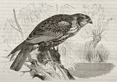 Old illustration of Western Marsh Harrier (Circus aeroginosus). Created by Kretschmer, published on Merveilles de la Nature, Bailliere et fils, Paris, 1878のeditorial素材