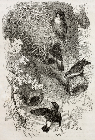 Old illustration of White-browned Sparrow-Weaver (Plocepasser Mahali). Created by Kretschmer and Jahrmargt, published on Merveilles de la Nature, Bailliere et fils, Paris, 1878のeditorial素材