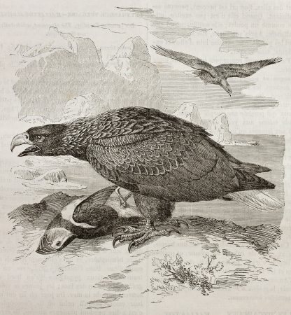 Old illustration of White-tailed Eagle also known as Sea Eagle (Haliaeetus albicilla). Created by Kretschmer and Illner, published on Merveilles de la Nature, Bailliere et fils, Paris, 1878のeditorial素材