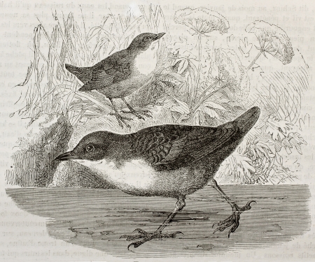 White-throated Dipper old illustration (Cinclus cinclus). Created by Kretschmer, published on Merveilles de la Nature, Bailliere et fils, Paris, 1878のeditorial素材