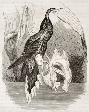 White-tipped Sicklebill old illustration (Eutoxeres aquila). Created by Kretschmer, published on Merveilles de la Nature, Bailliere et fils, Paris, ca. 1878のeditorial素材