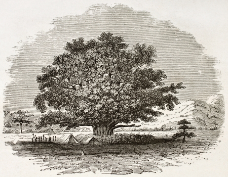 Ficus Sycomorus old illustration. Created by Burton, published on Le Tour du Monde, Paris, 1860のeditorial素材
