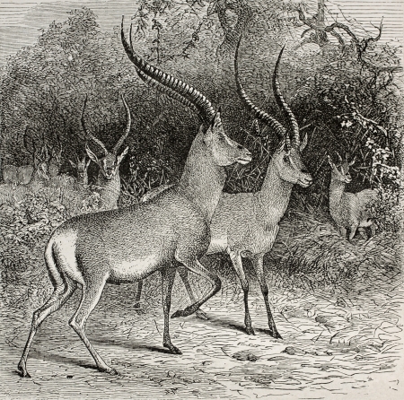 Old illustration of an antelope specie in Ougugo region, Tanzania. Created by Wolff, published on Le Tour du Monde, Paris, 1864のeditorial素材