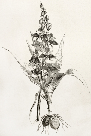 Fly orchid old illustration (Ophrys insectifera). Created by Faguet after Lejean, published on Le Tour du Monde, Paris, 1867のeditorial素材