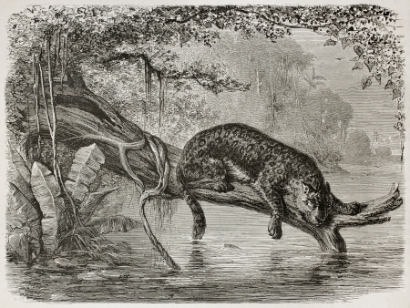 Jaguar fishing from a trunk growing over the river. Created by Riou and Laplante, published on Le Tour du Monde, Paris, 1867のeditorial素材