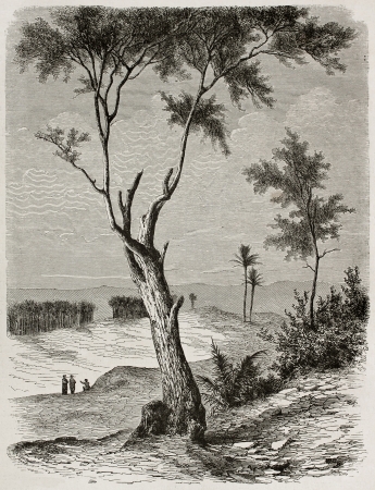 Tamarix old illustration, Babylonia (nowadays Iraq). Created by De Bar after Lejean, published on Le Tour du Monde, Paris, 1867のeditorial素材