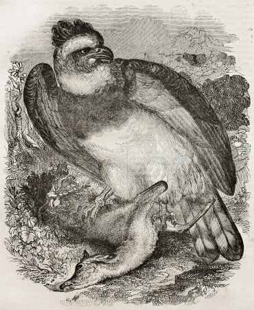 Harpy eagle (Harpia harpyja) with prey, old illustration. By unidentified author, published on Magasin Pittoresque, Paris, 1840のeditorial素材