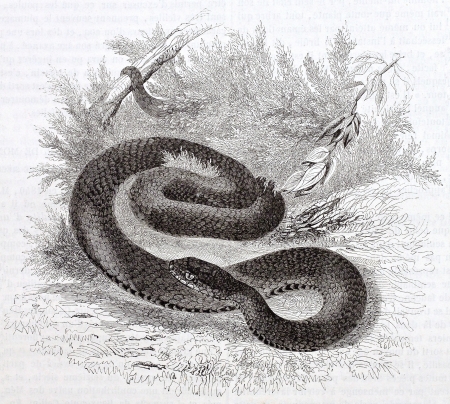 Vipera old illustration, black variety (vipera aspis). By unidentified author, published on Magasin Pittoresque, Paris, 1844のeditorial素材