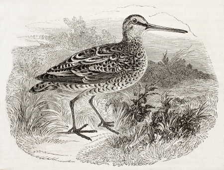 Old illustration of a woodcock (Scolopax major). By unidentified author. Published on Magasin Pittoresque, Paris, 1850.のeditorial素材