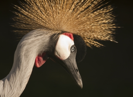 Grey Crowned Crane head  Balearica regulorum の写真素材