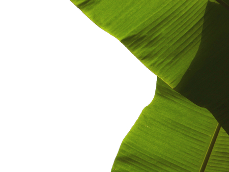 Banana leaf on white backgroundの写真素材
