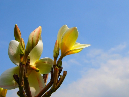 Plumeria flower with blue skyの写真素材