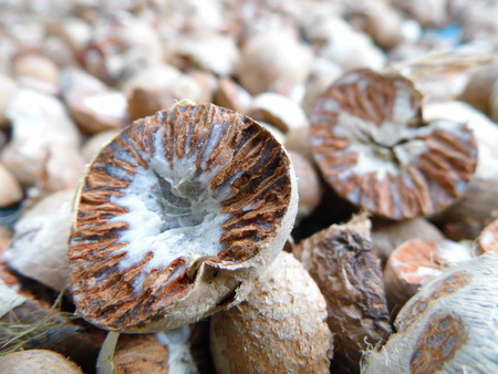 Dried ripe areca nutの写真素材