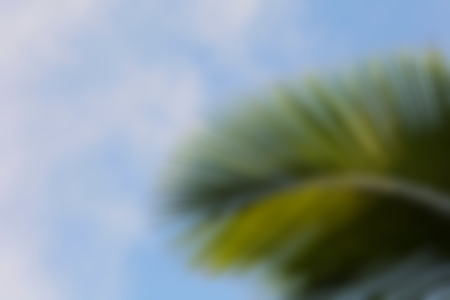 Blurred of coconut leaf with blue skyの写真素材