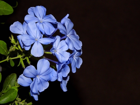 Panicle of cape leadwort or blue plumbago flowerの写真素材