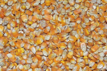 Dried corn seed
