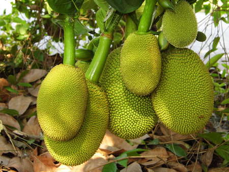 Jackfruit tree with young jackfruit