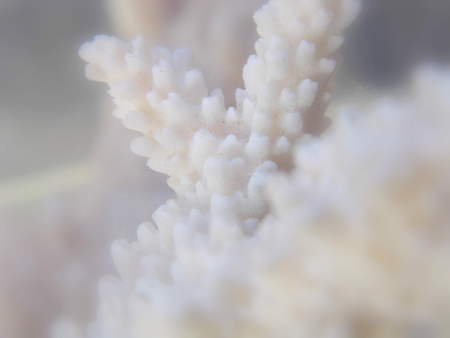 Soft focus of white coral reef shoot from showcaseの写真素材