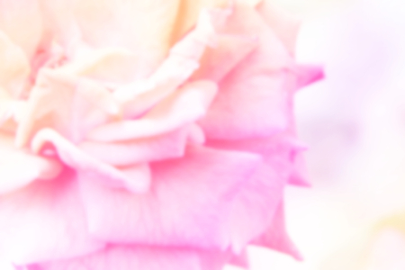 Blurred rose with color filter effectの写真素材