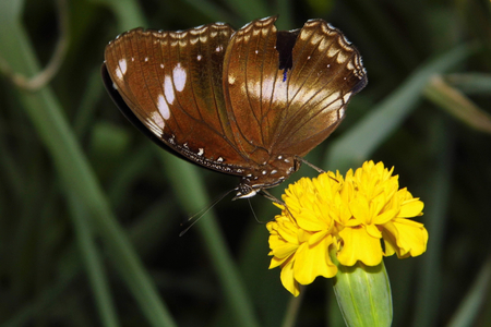 Butterfly in nature with marigold flowerの写真素材