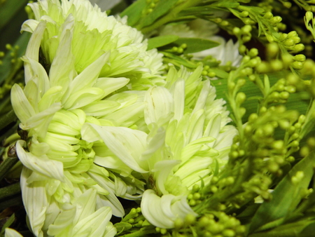 Close-up of white and soft green Chrysanthemum flowerの写真素材