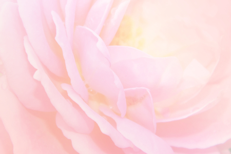 Blurred rose with soft color filter effectの写真素材