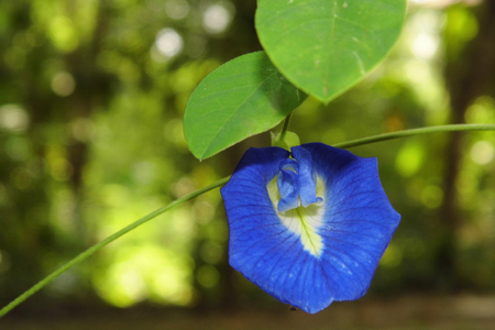 Butterfly pea flower