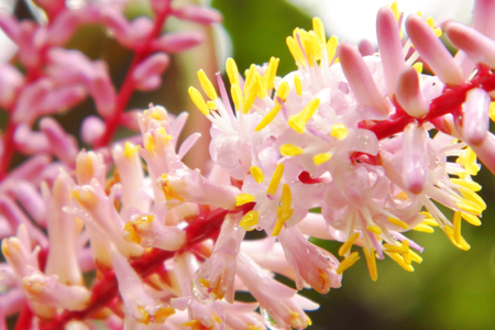 Ti Plant flower ,Hawaiian Good Luck Plantの写真素材