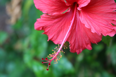 Closeup of red Hibiscus flower - Thai people called chabaの写真素材