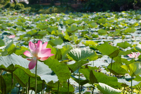 Pink water lily or lotus in pondの写真素材