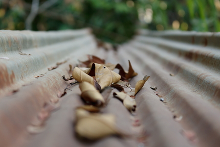 Dried leaf on tin roofの写真素材