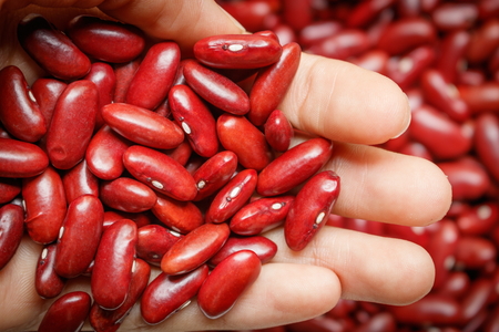 Closeup of red bean in men handの写真素材