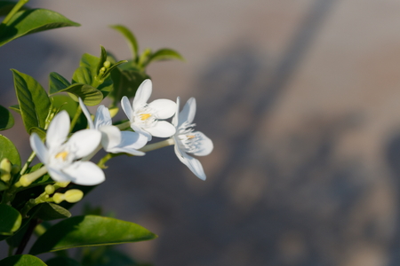 White Inda Gardenia flower with green leaf in morning lightの写真素材