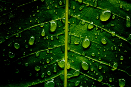 Green leaf background with dew in dark green color tone
