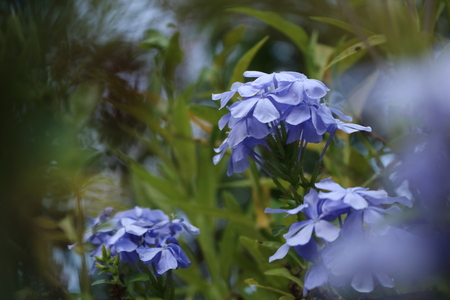 Cape leadwort or blue plumbago flower soft focus closeupの写真素材