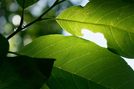 Closeup of under green leaf caterpillars eat leaves