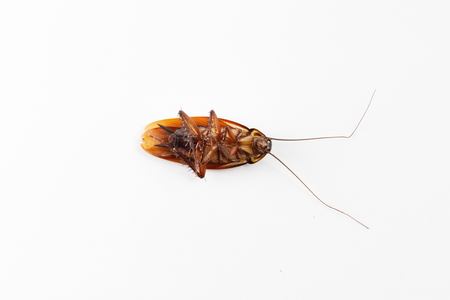 Cockroach isolated on white background