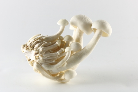 White Shimeji mushroom - Japanese Mushroom on white backgroundの写真素材