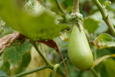 Closeup of green fresh eggplantの写真素材