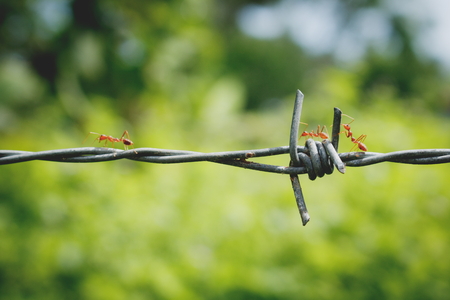 Closeup of some red ant running on barbed wire fenceの写真素材