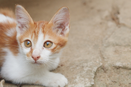 Close-up of cute kitten lookingの写真素材