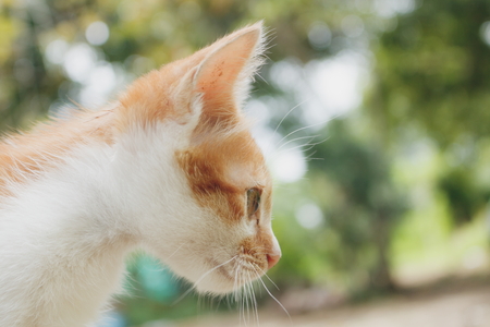 Head shot close-up of cute kittenの写真素材